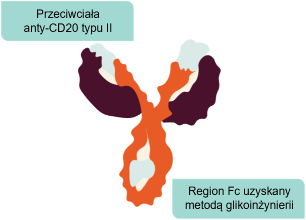 Przeciwciała
anty-CD20 typu II
